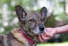 ROBIN, Hund, Mischlingshund in Ukraine - Bild 2
