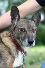 ROBIN, Hund, Mischlingshund in Ukraine - Bild 3