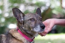 ROBIN, Hund, Mischlingshund in Ukraine - Bild 4