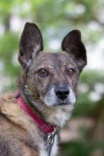 ROBIN, Hund, Mischlingshund in Ukraine - Bild 5