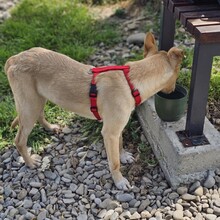 SMIORCHI, Hund, Mischlingshund in Rumänien - Bild 10