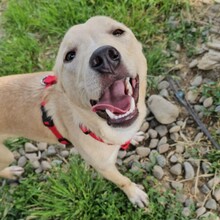SMIORCHI, Hund, Mischlingshund in Rumänien - Bild 11