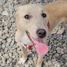 SMIORCHI, Hund, Mischlingshund in Rumänien - Bild 12