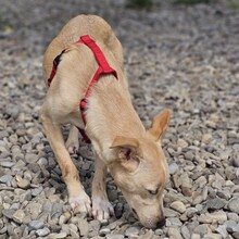 SMIORCHI, Hund, Mischlingshund in Rumänien - Bild 13
