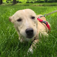 SMIORCHI, Hund, Mischlingshund in Rumänien - Bild 2