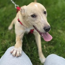 SMIORCHI, Hund, Mischlingshund in Rumänien - Bild 6
