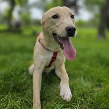 SMIORCHI, Hund, Mischlingshund in Rumänien - Bild 7