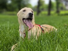 SMIORCHI, Hund, Mischlingshund in Rumänien - Bild 9