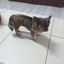 TIFFY, Hund, Mischlingshund in Markranstädt - Bild 1