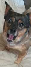 TIFFY, Hund, Mischlingshund in Markranstädt - Bild 2