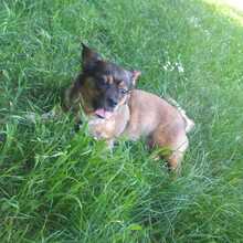 TIFFY, Hund, Mischlingshund in Markranstädt - Bild 3