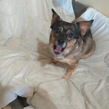 TIFFY, Hund, Mischlingshund in Markranstädt - Bild 4