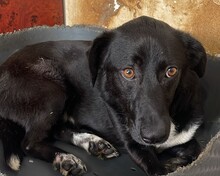 TIPET, Hund, Mischlingshund in Rumänien - Bild 1