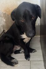 TIPET, Hund, Mischlingshund in Rumänien - Bild 10