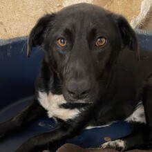 TIPET, Hund, Mischlingshund in Rumänien - Bild 2