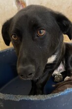 TIPET, Hund, Mischlingshund in Rumänien - Bild 3