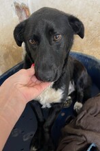 TIPET, Hund, Mischlingshund in Rumänien - Bild 4