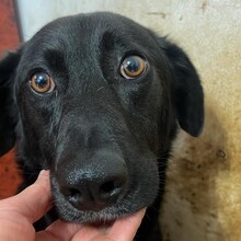 TIPET, Hund, Mischlingshund in Rumänien - Bild 5