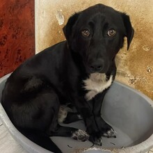 TIPET, Hund, Mischlingshund in Rumänien - Bild 6