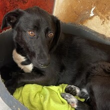 TIPET, Hund, Mischlingshund in Rumänien - Bild 7