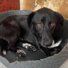 TIPET, Hund, Mischlingshund in Rumänien - Bild 8