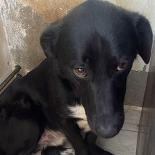 TIPET, Hund, Mischlingshund in Rumänien - Bild 9
