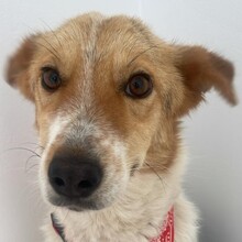 KIMMY, Hund, Mischlingshund in Rumänien - Bild 1