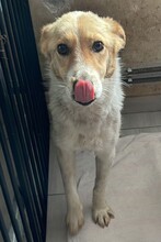 KIMMY, Hund, Mischlingshund in Rumänien - Bild 2