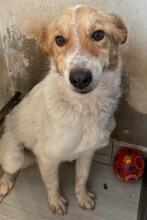 KIMMY, Hund, Mischlingshund in Rumänien - Bild 3
