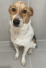 KIMMY, Hund, Mischlingshund in Rumänien - Bild 4