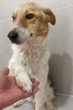 KIMMY, Hund, Mischlingshund in Rumänien - Bild 5