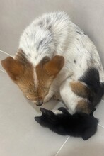 KIMMY, Hund, Mischlingshund in Rumänien - Bild 6