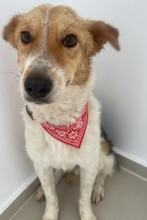 KIMMY, Hund, Mischlingshund in Rumänien - Bild 7