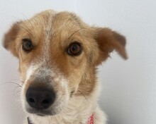 KIMMY, Hund, Mischlingshund in Rumänien - Bild 8