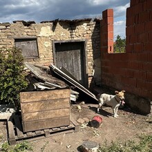 KIMMY, Hund, Mischlingshund in Rumänien - Bild 9