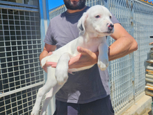MARCELLO, Hund, Mischlingshund in Italien - Bild 1