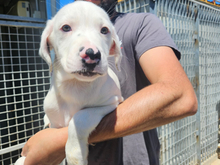 MARCELLO, Hund, Mischlingshund in Italien - Bild 2