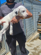MARCELLO, Hund, Mischlingshund in Italien - Bild 3