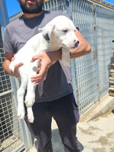 MARCELLO, Hund, Mischlingshund in Italien - Bild 4