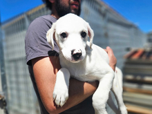 MONIA, Hund, Mischlingshund in Italien - Bild 1