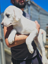 MONIA, Hund, Mischlingshund in Italien - Bild 2
