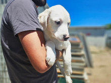 MONIA, Hund, Mischlingshund in Italien - Bild 3