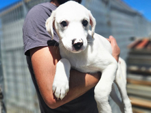 MONIA, Hund, Mischlingshund in Italien - Bild 4