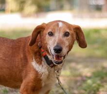 MONA, Hund, Mischlingshund in Ukraine - Bild 1