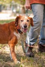 MONA, Hund, Mischlingshund in Ukraine - Bild 10
