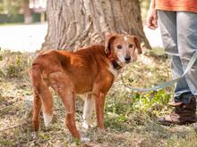 MONA, Hund, Mischlingshund in Ukraine - Bild 2