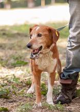 MONA, Hund, Mischlingshund in Ukraine - Bild 3