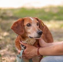 MONA, Hund, Mischlingshund in Ukraine - Bild 4