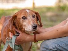 MONA, Hund, Mischlingshund in Ukraine - Bild 5