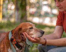 MONA, Hund, Mischlingshund in Ukraine - Bild 6